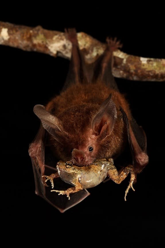 A frog-eating bat with its prey.