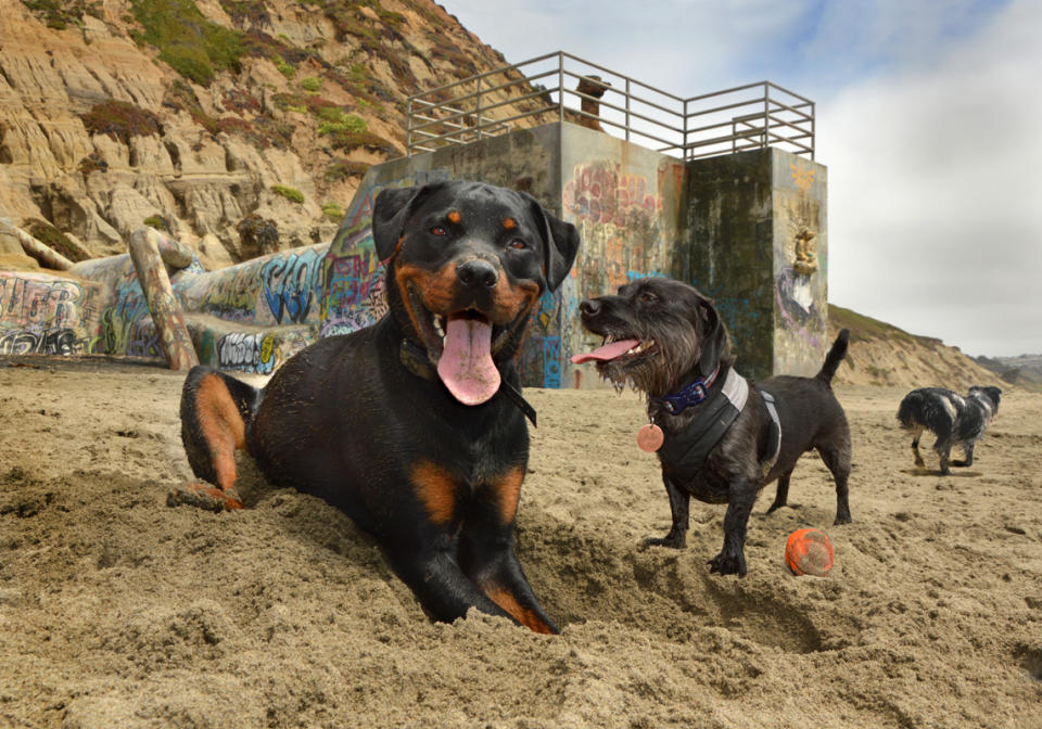 <p>Ajax, a Rottweiler; Archer, a dachshund, and Zola, a collie mix, Fort Funston Beach, San Francisco, Calif. (Photograph by Lara Jo Regan) </p>