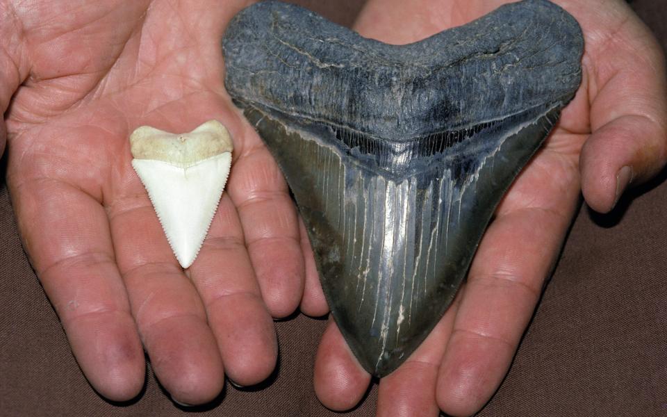 Megalodon tooth - Jeff Rotman / Alamy Stock Photo