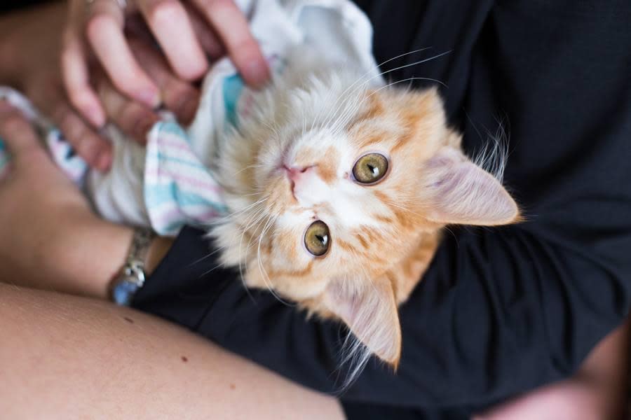 <p>“We wanted the images to feel as real life as possible. The unmade bed, the messy sweaty face and hair, the natural light and the sweetness of the new 5-month-old kitten with his new parents,” Elizabeth says about the inspiration for the photos.</p>