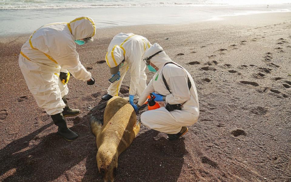 Scientists from the Paracas National Reserve in Peru inspect a sea lion that died during an avian flu outbreak - SERNANP / AFP