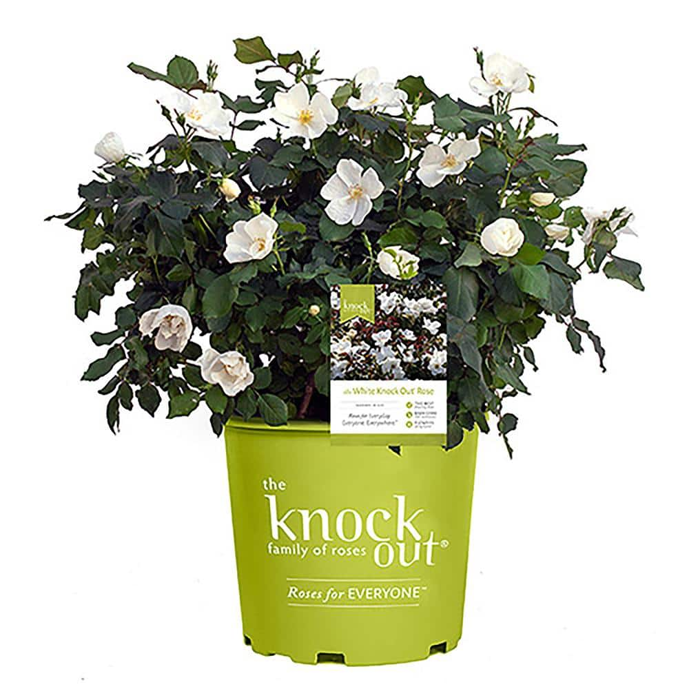 <p><a href="https://go.redirectingat.com?id=74968X1596630&url=https%3A%2F%2Fwww.homedepot.com%2Fp%2FKNOCK-OUT-2-Gal-White-Knock-Out-Rose-Bush-with-White-Flowers-13215%2F313683514&sref=https%3A%2F%2Fwww.womansday.com%2Frelationships%2Fdating-marriage%2Fg44619996%2F20th-anniversary-gifts%2F" rel="nofollow noopener" target="_blank" data-ylk="slk:Shop Now;elm:context_link;itc:0;sec:content-canvas" class="link rapid-noclick-resp">Shop Now</a></p><p>White Rose Bush </p><p>homedepot.com</p><p>$44.97</p><span class="copyright">Knock Out Roses</span>