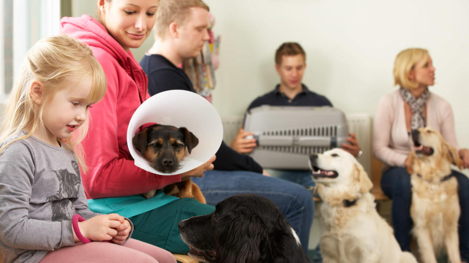 DOGS, dog, pet insurance