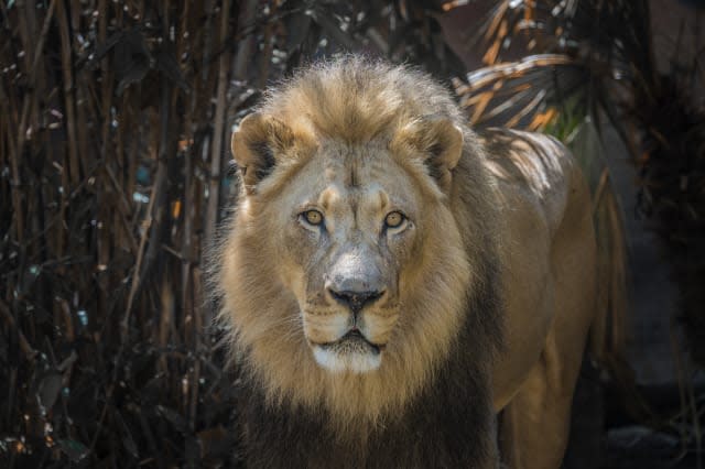 Lion Close-Up