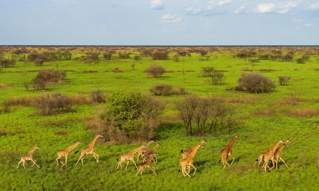 <span>Developed nations have agreed to collectively contribute a minimum of $20bn annually for nature restoration in low and middle-income countries by 2025.</span><span>Photograph: Marcus Westberg/African Parks</span>