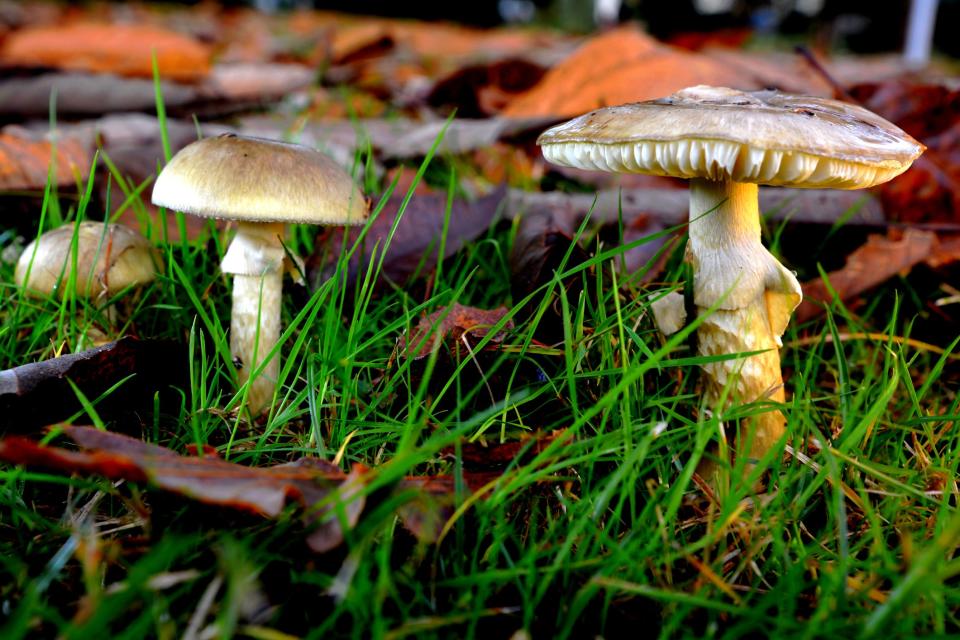 Death cap mushrooms growing on the ground.