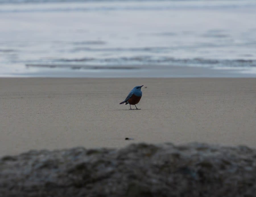 blue rock thrush