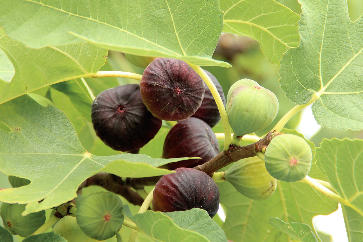  Fig tree. 