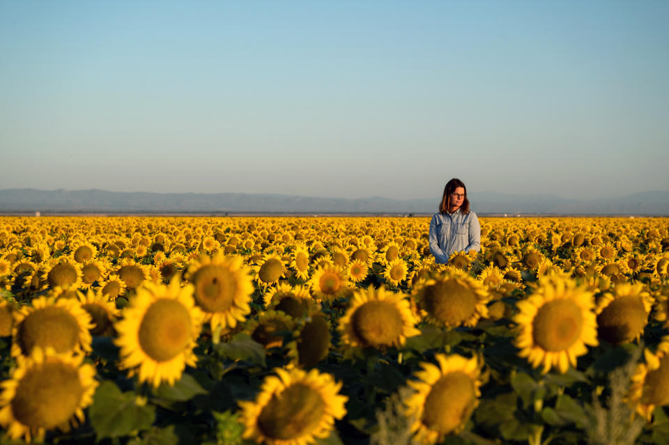 Kim Gallagher, una productora de arroz, en un campo de girasoles, que requiere mucha menos agua que el arroz, en el valle de Sacramento en California, el 19 de junio de  2021. (Mike Kai Chen/The New York Times).