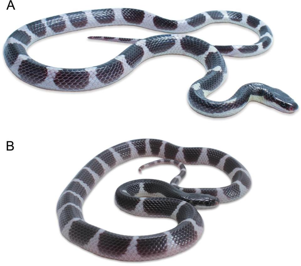 Two Bungarus sagittatus, or barbed arrow kraits.