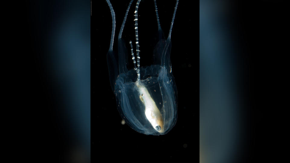 Irukandji box jellyfish with caught fish in the waters of north Australia.