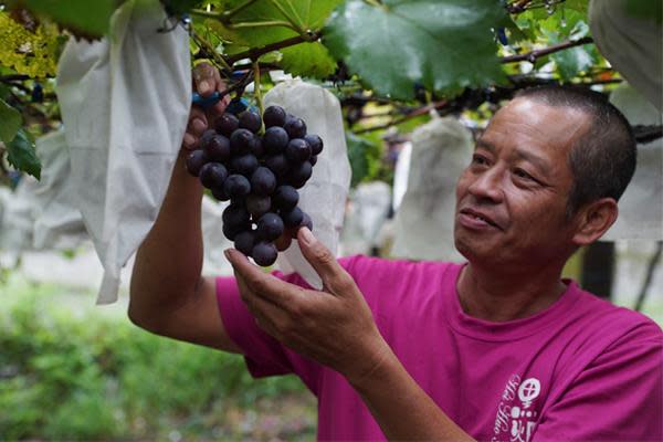 豐丘黑火炭葡萄主人陳東林，認真種出安全美味的葡萄。