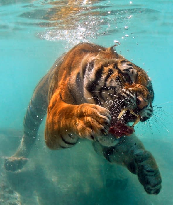 tiger-bumps-head-glass-california-zoo