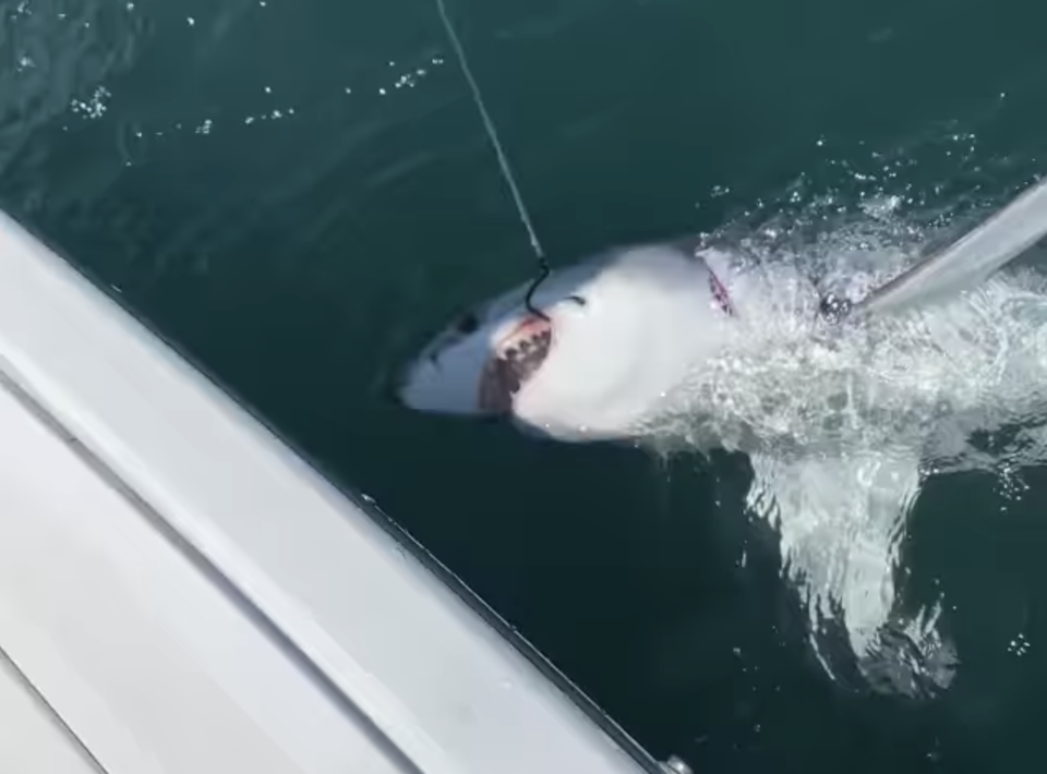 The fishing group Reel Innovation inadvertently caught a great white shark off the shores of New Jersey (Reel Innovation)