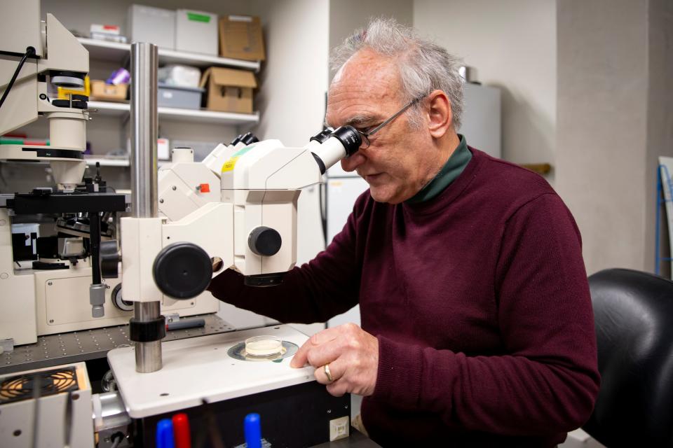 Shawn Lockery, a neuroscientist and professor at the University of Oregon, examines worms under a microscope.