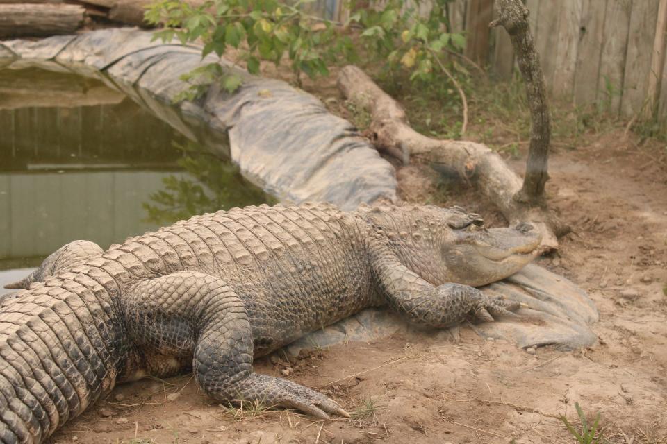 American alligator "Smiley" gains familiarity with her surroundings Wednesday, June 1, at Critchlow Alligator Sanctuary. The 31-year-old alligator was recently brought to the sanctuary from St. Paul, Minnesota.