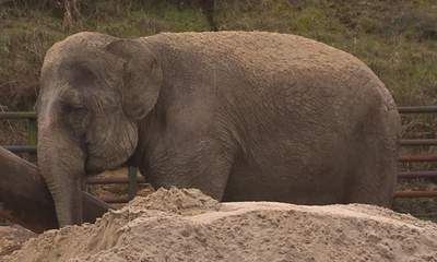 Elephant Abuse Circus Owner Found Guilty