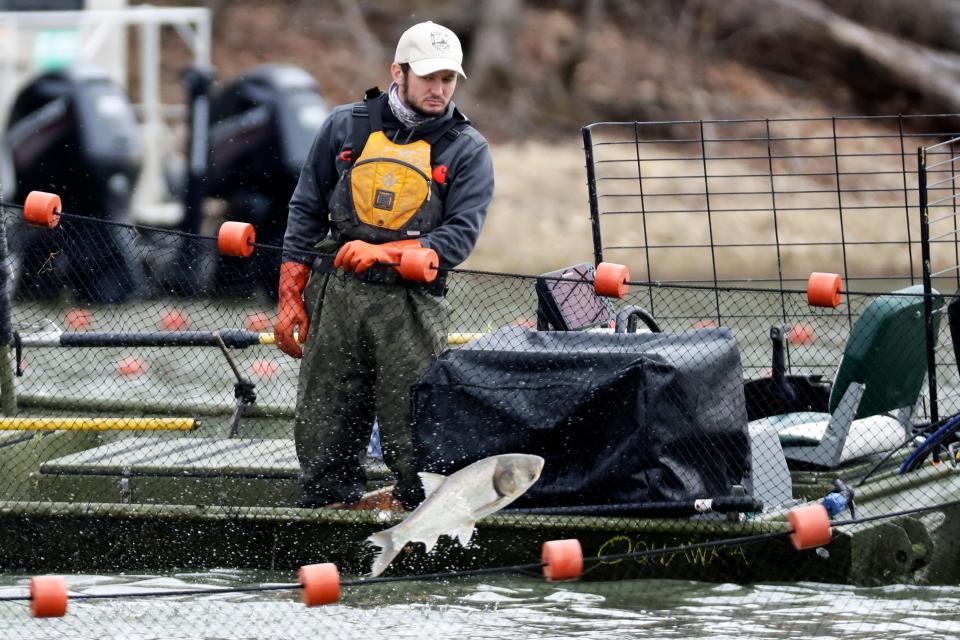 A worker from a natural resource agency uses a net to drive Asian carp to a fish pump which removes them from Kentucky Lake near Golden Pond, Ky., Monday, Feb. 17, 2020. The harvesting method mainly targets bighead and silver carp, two of the four invasive carp species collectively known as Asian carp in the U.S. Both bighead and silver carp devour plankton that form the base of the food chains, grow rapidly and reproduce prolifically, outcompeting many native fish. (AP Photo/Mark Humphrey)