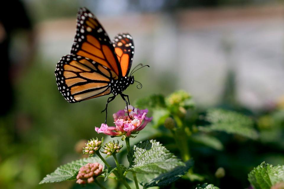 This Aug. 19, 2015, file photo, shows a monarch butterfly in Vista, Calif. The western monarch butterfly population wintering along California's coast remained critically low for the second year in a row, a count by an environmental group released Thursday, Jan. 23, 2020, showed.