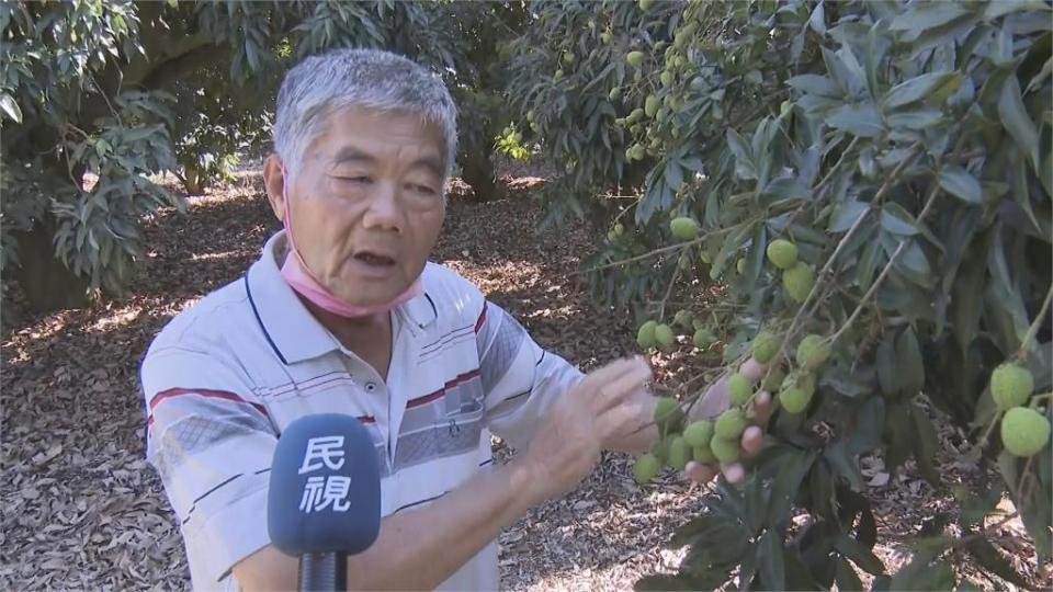 天熱+雨少！高雄玉荷包產量剩一半　甜度高價格翻漲