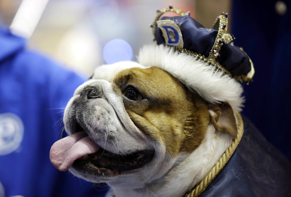Huckleberry sits on the throne after being crowned the winner of the 34th annual Drake Relays Beautiful Bulldog Contest, Monday, April 22, 2013, in Des Moines, Iowa. The 4-year-old bulldog pup is owned by Steven and Stephanie Hein of Norwalk, Iowa. The pageant kicks off the Drake Relays festivities at Drake University where a bulldog is the mascot. (AP Photo/Charlie Neibergall)