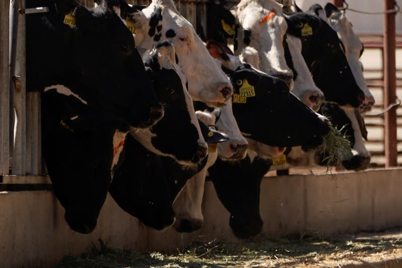 Holstein cows are fed at Airoso Circle A Dairy in Pixley, California