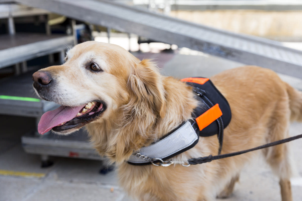 The TSA Releases Their Adorable Calendar Featuring Airport Service Dogs