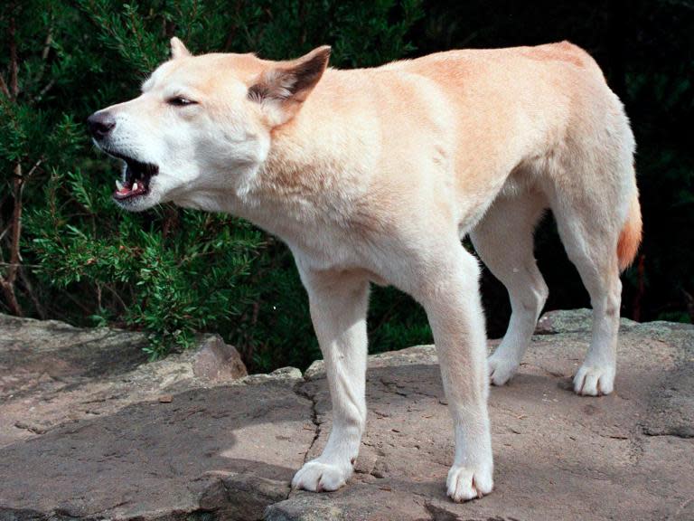 Father saves son after dingo grabs sleeping toddler from camper van on Australian island