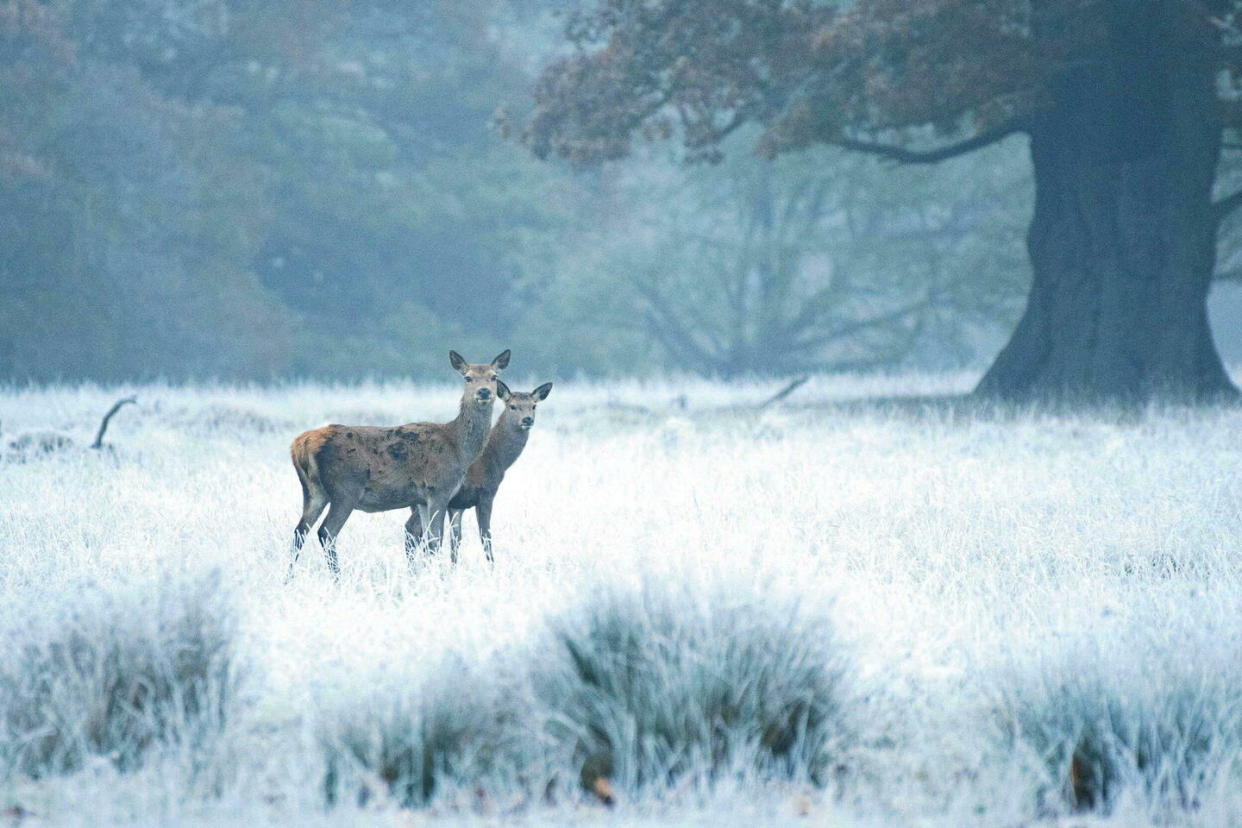 La maladie du cerf zombie est une pathologie à prions dont les cas sont en augmentation aux États-Unis mais aussi en Europe.  - Credit:Hyde News and Pictures/Shutterst/SIPA / SIPA / Hyde News and Pictures/Shutterst