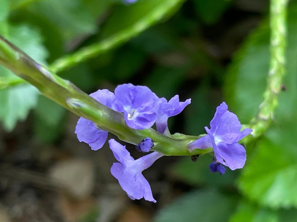 Native blue porterweed stood in contrast to the spider lily.