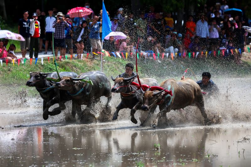 Thais race water buffaloes to mark the start of rice cultivation season amid El Nino-induced drought warning