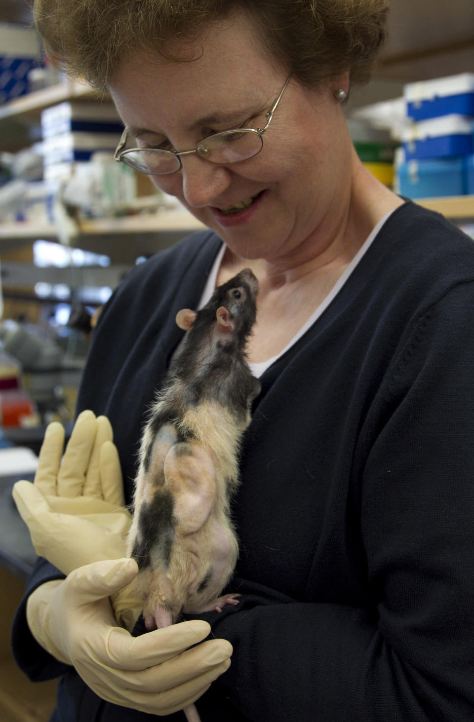 In this Monday, July 2, 2012 photo Cathryn Sundback, director of the tissue engineering lab at Massachusetts General Hospital, holds a laboratory rat implanted with a human-scaled ear made from sheep cells at the lab in Boston. The same lab also has created ears from human cells and hopes to start implanting them in patients in about a year. With ears destined for patients - they would just be grown in a lab dish until they're ready to implant. (AP Photo/Steven Senne)