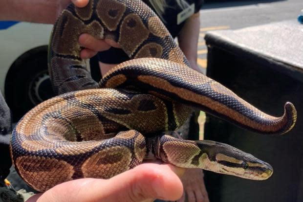 One of the Royal Python snakes found in Falsgrave, Scarborough