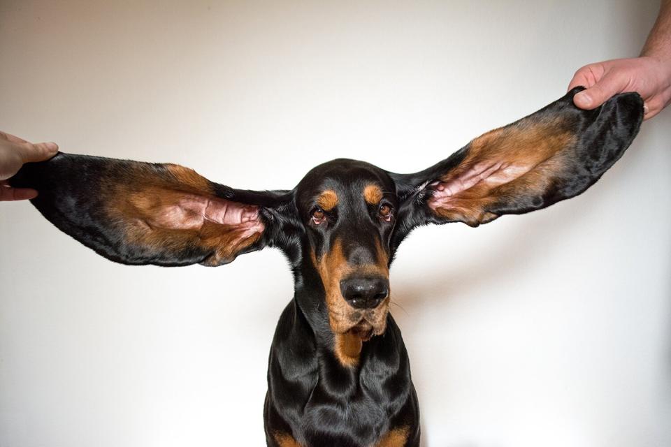 dog with longest ears