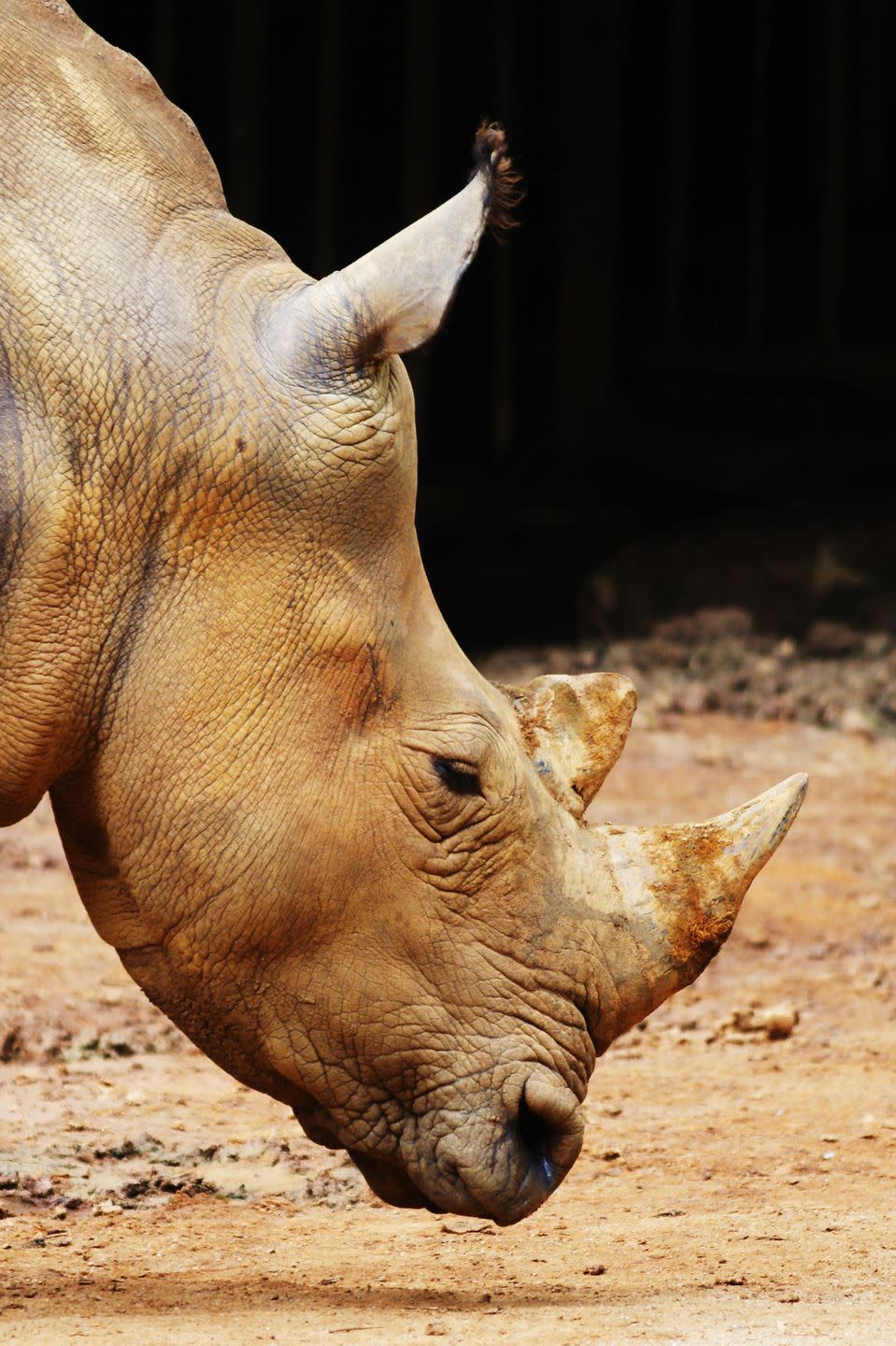 12) Sumatran Rhino