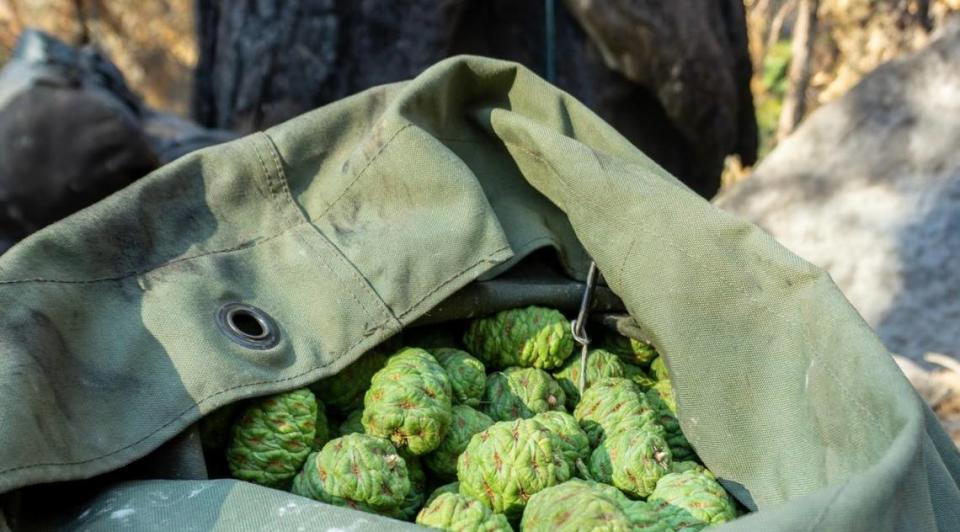 A sack of giant sequoia cones are among those collected at Board Camp Grove by Christy Brigham, chief scientist at Sequoia and Kings Canyon National Parks, for use in a pilot project to plant 12,000 seedlings this fall in the severely burned grove.