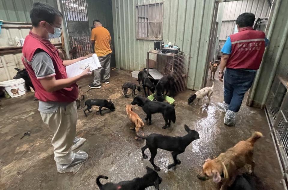 桃園愛媽狗園大量狗狗死亡後遷移至新店，新北市府動保處前往稽查全面清點、植入晶片、計造冊一三二隻狗列管，並緊急投藥治療。（新北市府動保處提供）