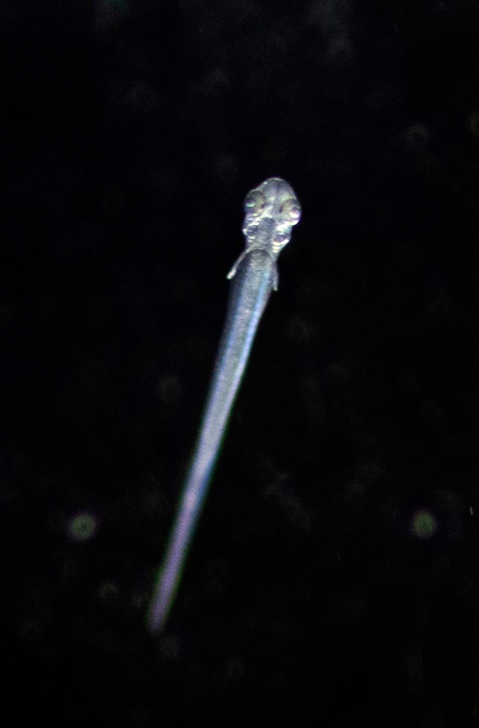 A freshly hatched yellow carp fry is studied by Cayla Carlson, fisheries technician, who works in a dark lab two weeks each year during spawning season at the United States Geological Survey's Columbia Environmental Research Center in Columbia, Mo., Thursday morning, June 27, 2019. 