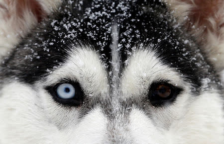 A dog rests during the Sedivackuv Long dog sled race in Destne v Orlickych horach, Czech Republic, January 25, 2019. REUTERS/David W Cerny