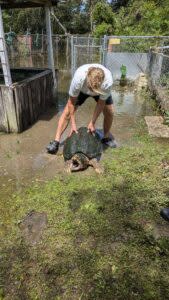 Lloyd Lupe treats his snapping turtle after his property was flooded during Hurricane Francine. (Photo by Julie O'Donoghue/Louisiana Illuminator) 