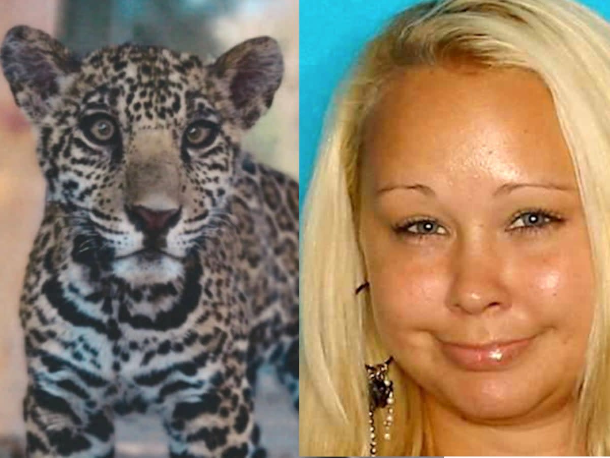 A jaguar cub that was allegedly sold for $30,000 by Trisha Denise Meyer, 40, of Houston. Ms Meyer is facing federal charges for alleged violations of both the Endangered Species Act and the Lacey Act (Compilation/U.S. Attorney’s Office for the Central District of California)