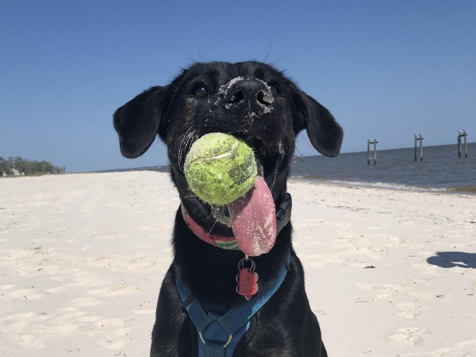 Zoey loves playing fetch.