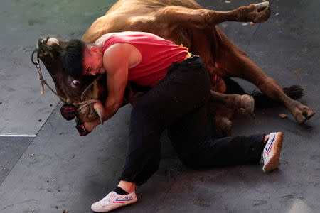Zhong Xiaojie, 19, wrestles a bull to the ground during a bullfight in Jiaxing, Zhejiang province, China October 27, 2018. REUTERS/Aly Song