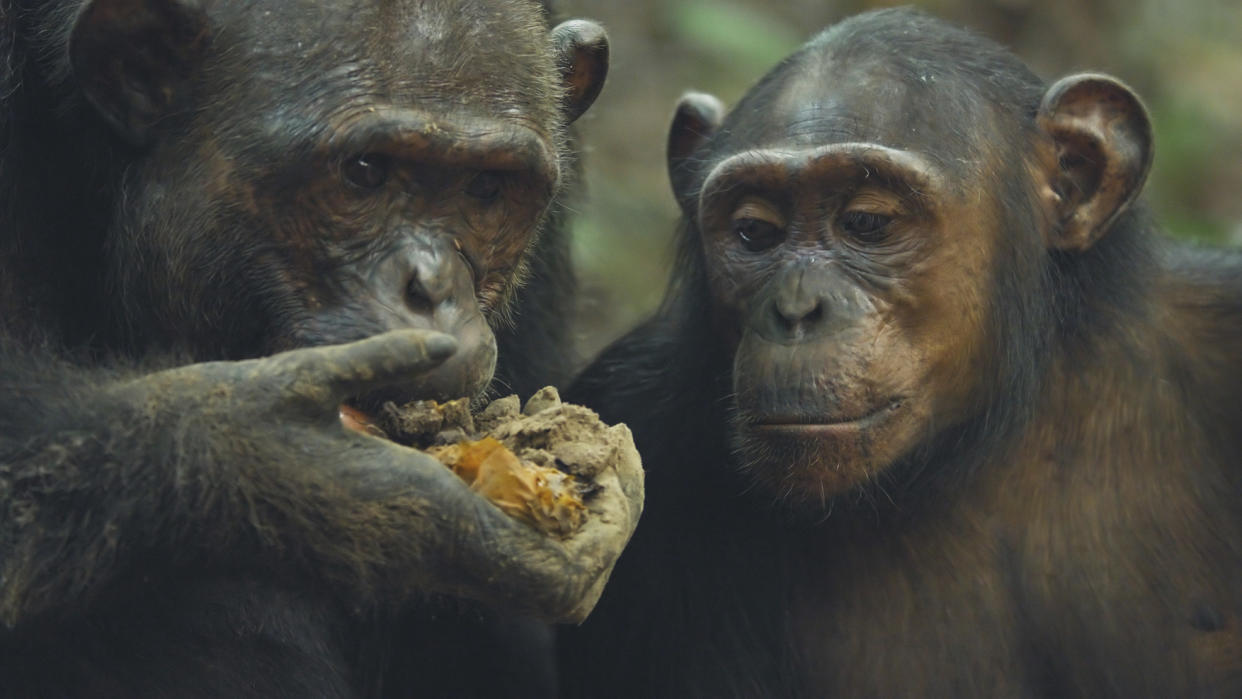 The chimpanzees in Mammals started off with honey before searching out more meaty foods. (BBC)