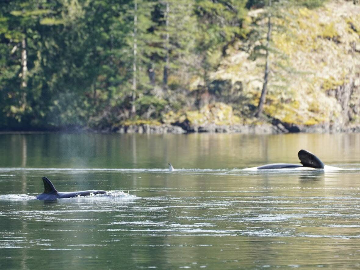 A killer whale and its calf are shown in a lagoon near Zeballos, B.C. in a handout photo.  (Jared Towers/Bay Cetology/The Canadian Press - image credit)