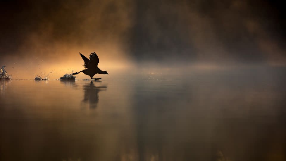 Seventeen-year-old Max Wood won the title of young British wildlife photographer of the year with this image of a coot running across a lake at sunrise. - Max Wood/British Wildlife Photography Awards