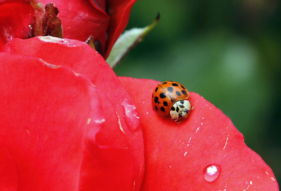 A Coccinellidae, more commonly known as a ladybug or ladybird beetle, rests on the petals of a rose in Portland, Ore., Wednesday, May 26, 2010. The name "ladybird" originated in the Middle Ages when the insects were known as the "beetle of Our Lady". (AP Photo/Don Ryan)