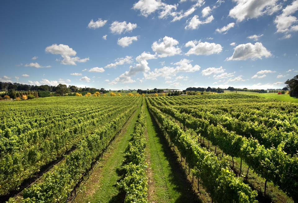 "A view of a vineyard, growing cold-climate wines, near Sutton Forest, on the Southern Highlands of New South Wales, Australia"