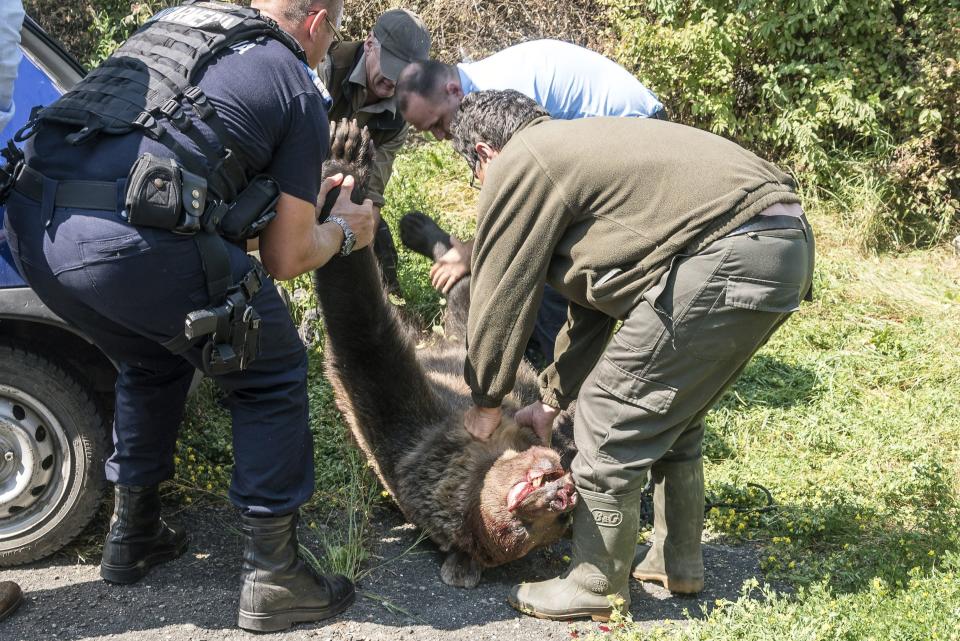 The killed male brown bear is carried away from the courtyard of the Octavian Goga high school in the Transylvanian city of Csikszereda, or Miercurea Ciuc in Romania, Tuesday, Aug. 21, 2018. The bear broke into several homes and even killed a goat. In the end the bear was killed by a hunter. (Nandor Veres/MTI via AP)