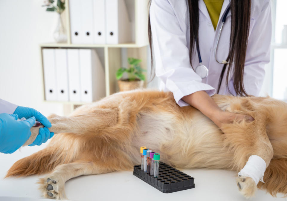 Large dogs are especially useful for blood donations. <p>areetham/Shutterstock</p>